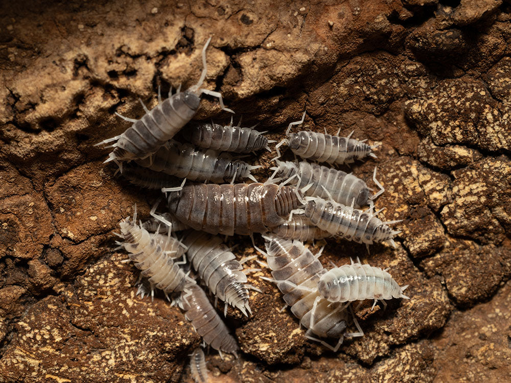 "Oreo Crumble" Isopods (Porcellionoides pruinosus) Reptile & Amphibian Supplies RPG