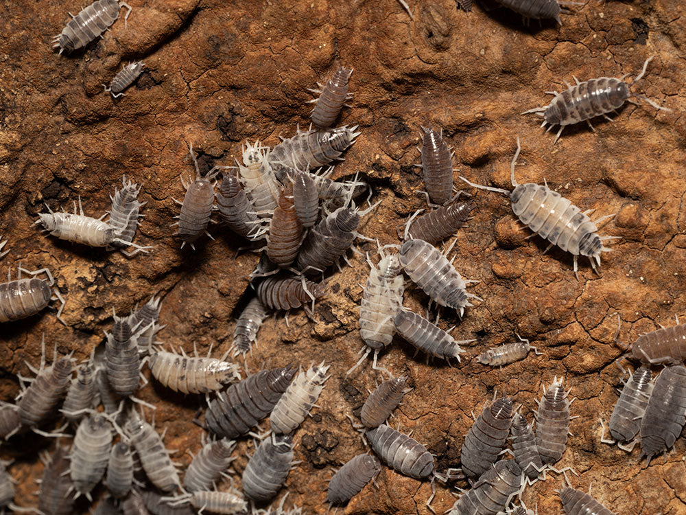 "Oreo Crumble" Isopods (Porcellionoides pruinosus) Reptile & Amphibian Supplies RPG