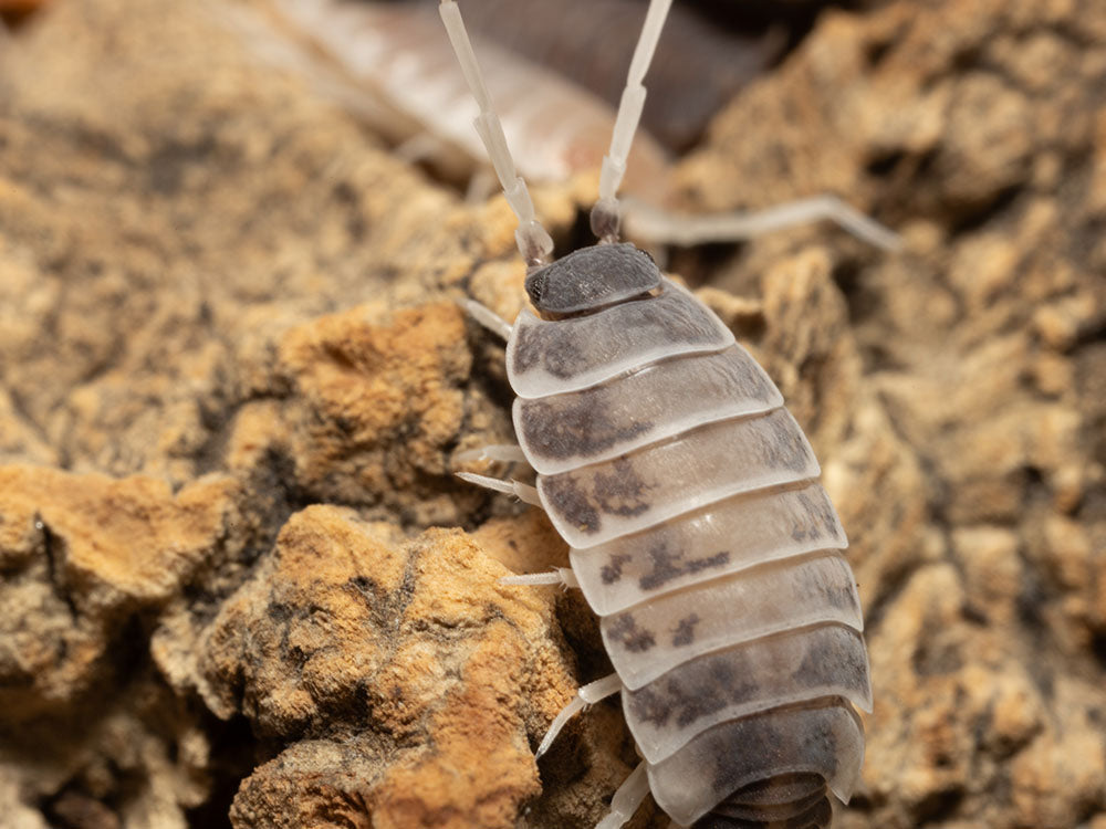 "Oreo Crumble" Isopods (Porcellionoides pruinosus) Reptile & Amphibian Supplies RPG