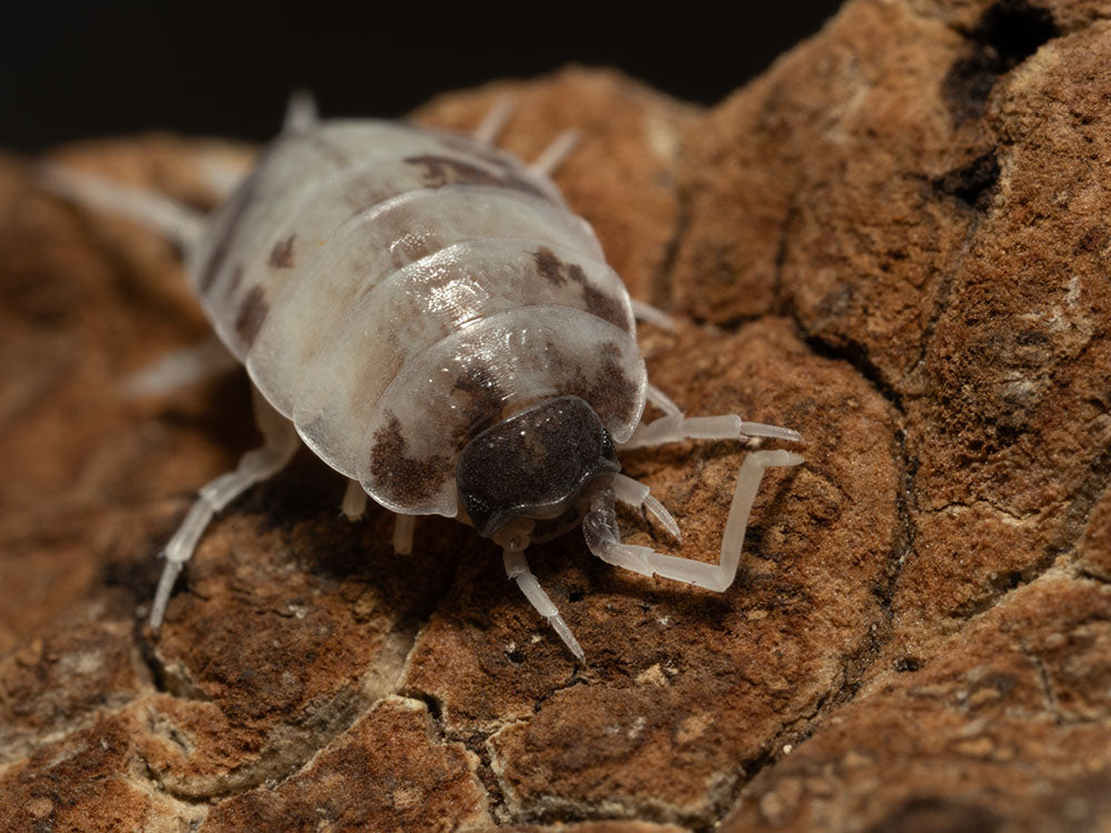 "Oreo Crumble" Isopods (Porcellionoides pruinosus) Reptile & Amphibian Supplies RPG