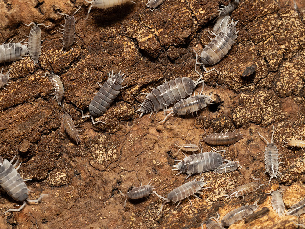 "Oreo Crumble" Isopods (Porcellionoides pruinosus) Reptile & Amphibian Supplies RPG