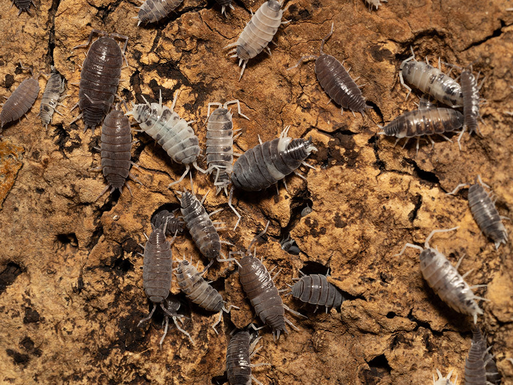 "Oreo Crumble" Isopods (Porcellionoides pruinosus) Reptile & Amphibian Supplies RPG