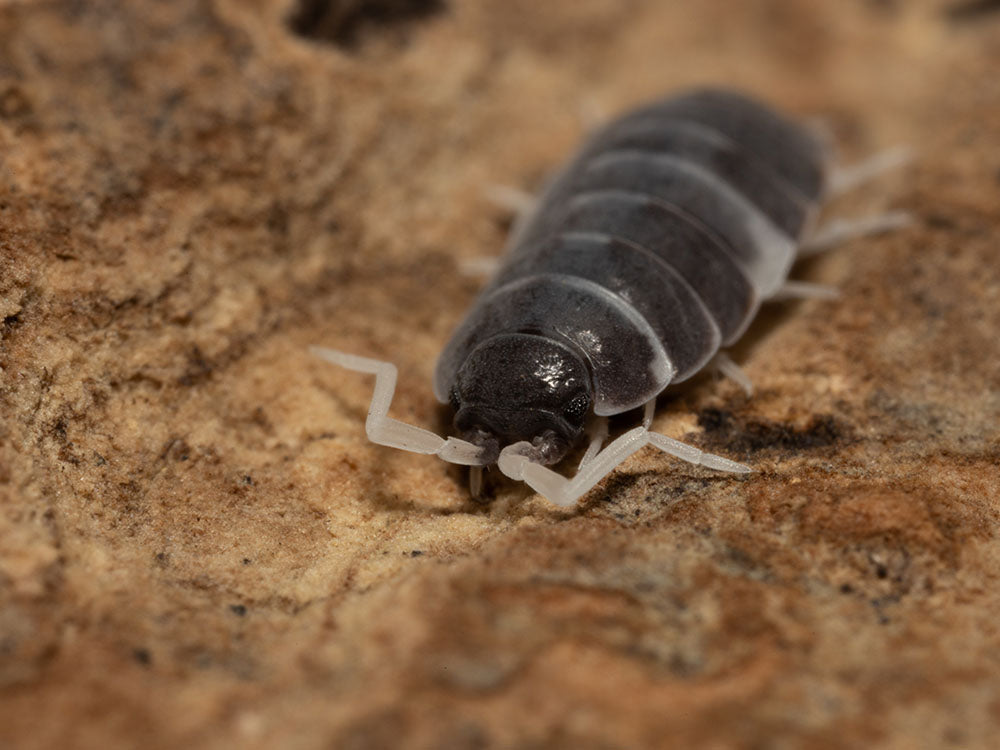 "Oreo Crumble" Isopods (Porcellionoides pruinosus) Reptile & Amphibian Supplies RPG