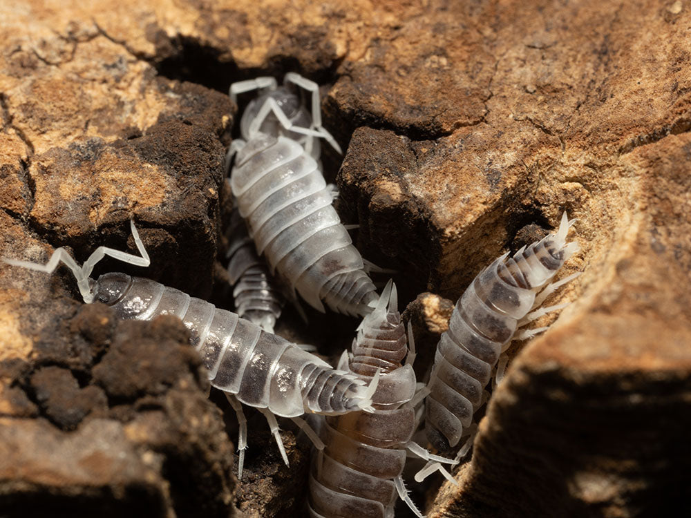 "Oreo Crumble" Isopods (Porcellionoides pruinosus) Reptile & Amphibian Supplies RPG