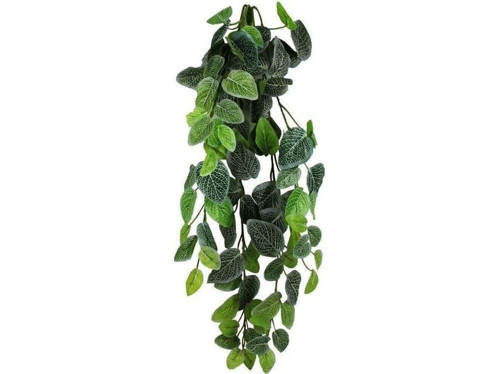 Pangea Fittonia Hanging Bush 24"
