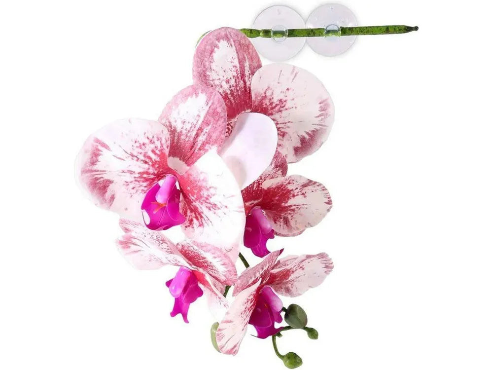 Pangea Hanging Orchid White Animals & Pet Supplies Pangea