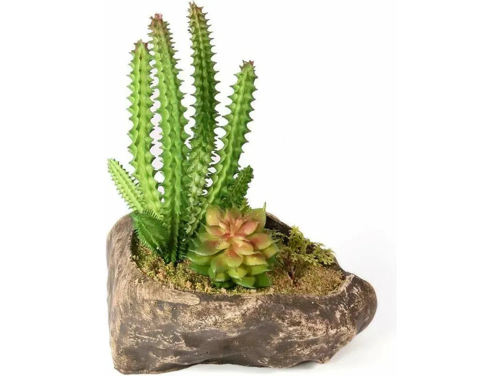 Pangea Succulent Garden #1 Animals & Pet Supplies Pangea