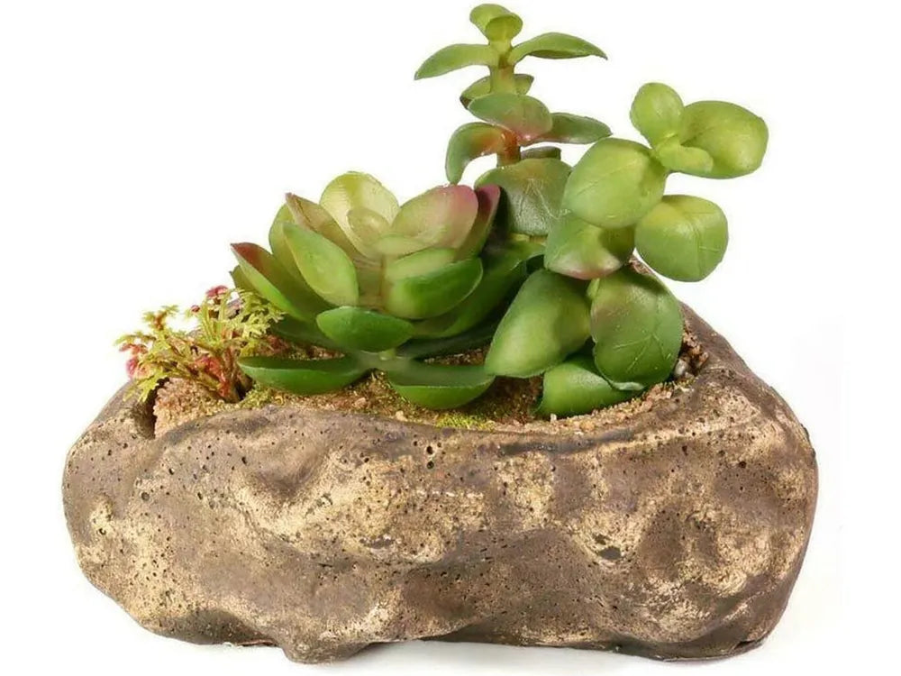 Pangea Succulent Garden #2 Animals & Pet Supplies Pangea