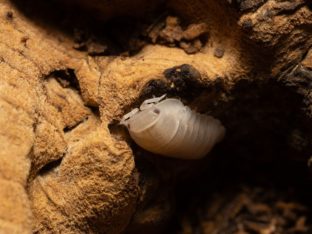 "Papaya" Isopods Cubaris Murina