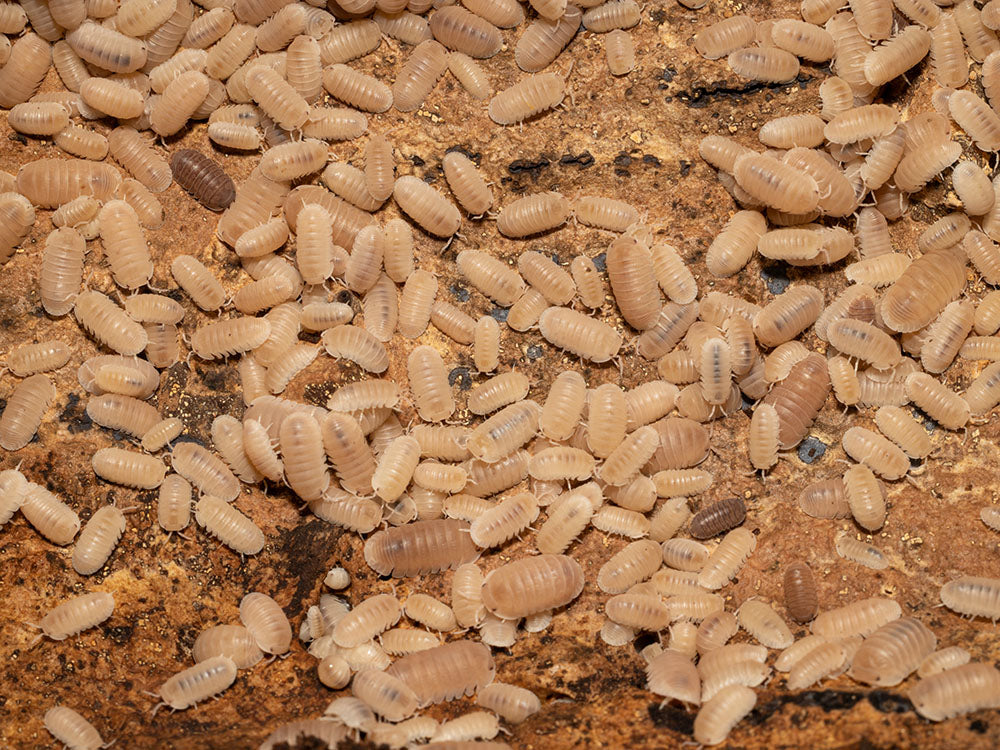 "Papaya" Isopods Cubaris Murina
