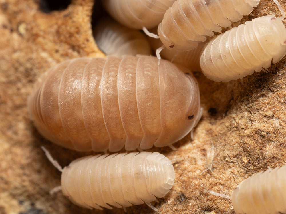 "Papaya" Isopods Cubaris Murina