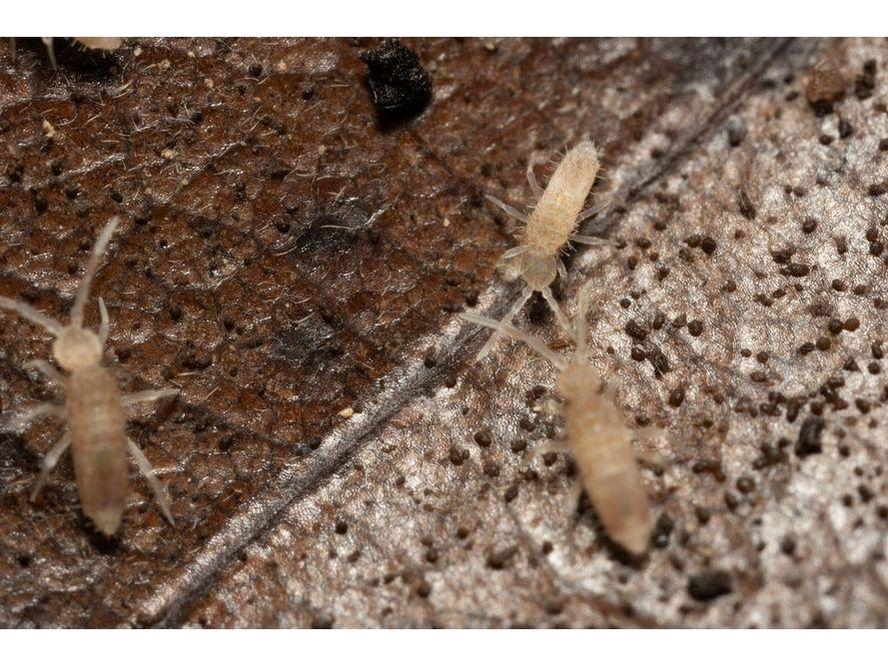 Springtail Starter Culture Tropical Pink Coecobrya cf. tenebricosa