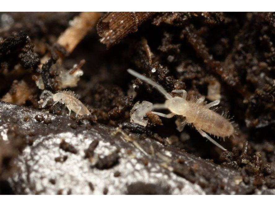 Springtail Starter Culture Tropical Pink Coecobrya cf. tenebricosa