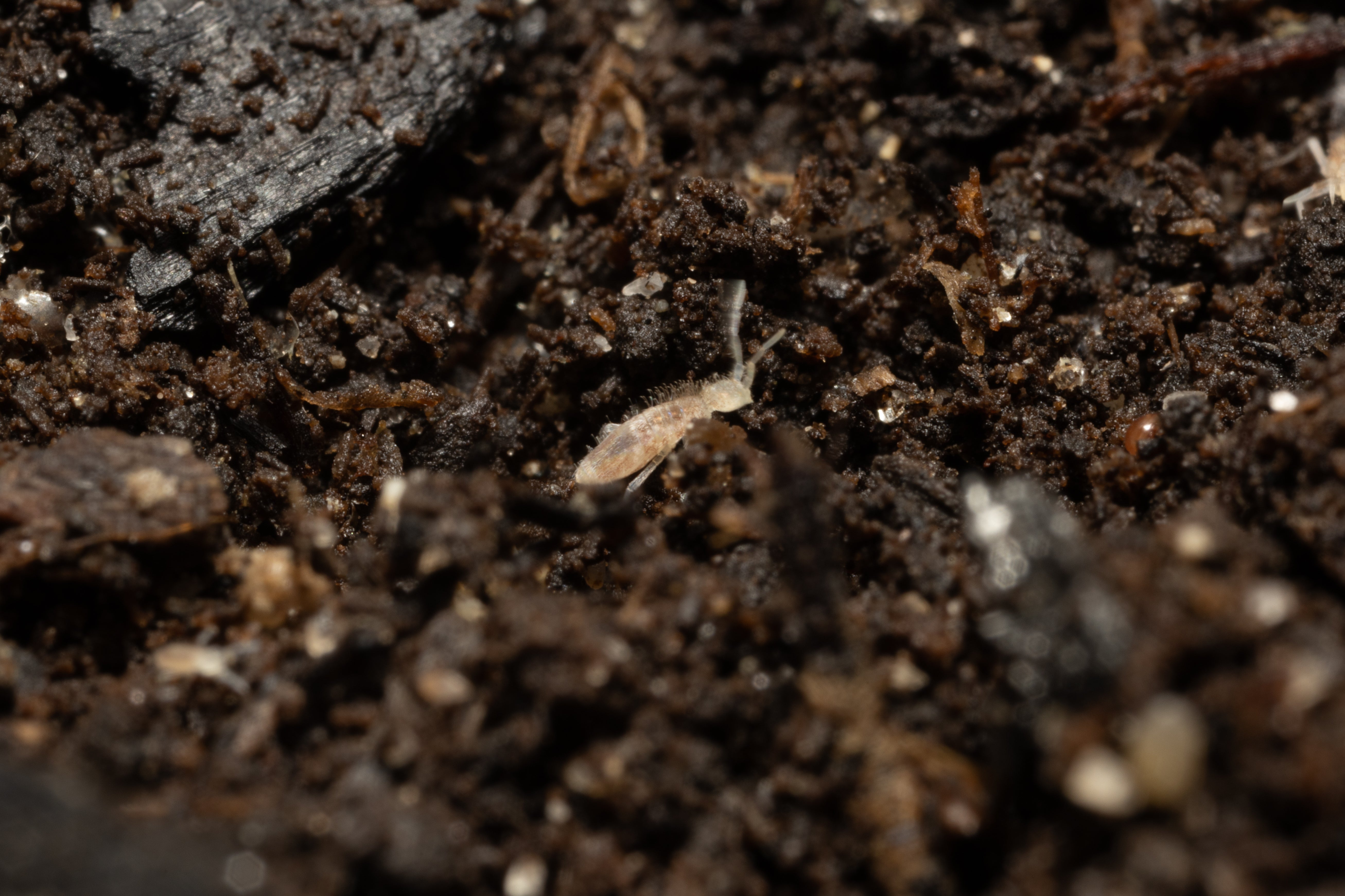 Springtail Starter Culture Tropical Pink Coecobrya cf. tenebricosa