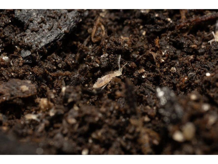 Springtail Starter Culture Tropical Pink Coecobrya cf. tenebricosa