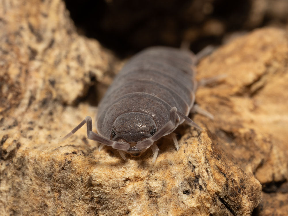 "Powder Blue" Isopods (Porcellionides pruinosus) Reptile & Amphibian Habitat Accessories RPG