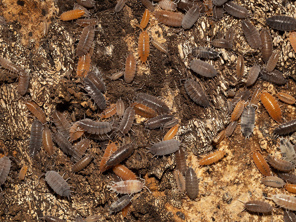 "Powder Mix" Isopods (Porcellionides pruinosus) RPG