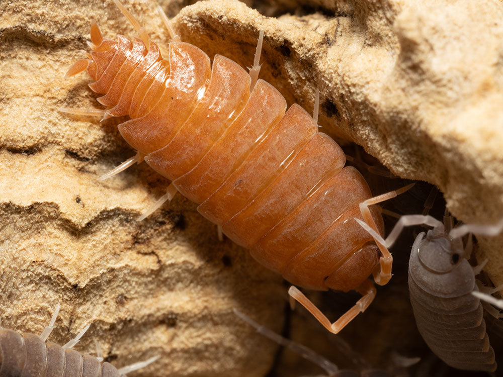 "Powder Mix" Isopods (Porcellionides pruinosus) RPG