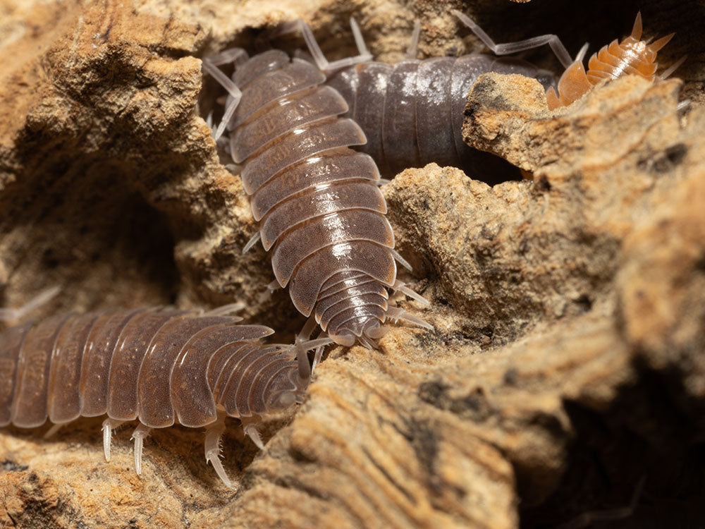 "Powder Mix" Isopods (Porcellionides pruinosus) RPG