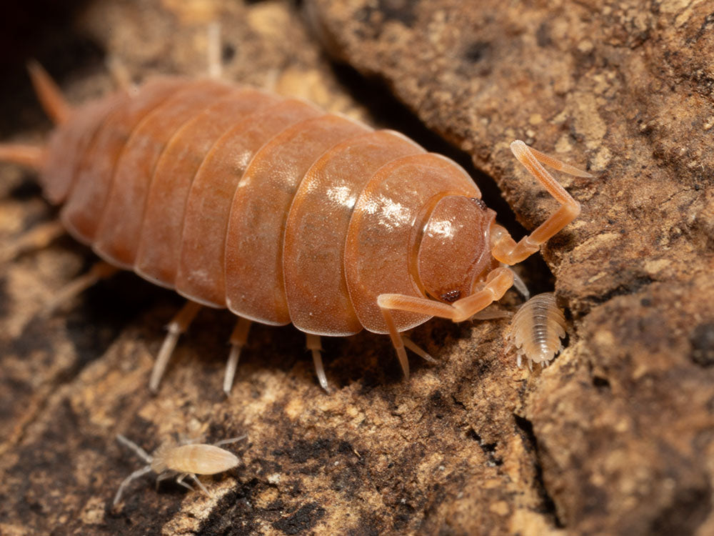 "Powder Mix" Isopods (Porcellionides pruinosus) RPG