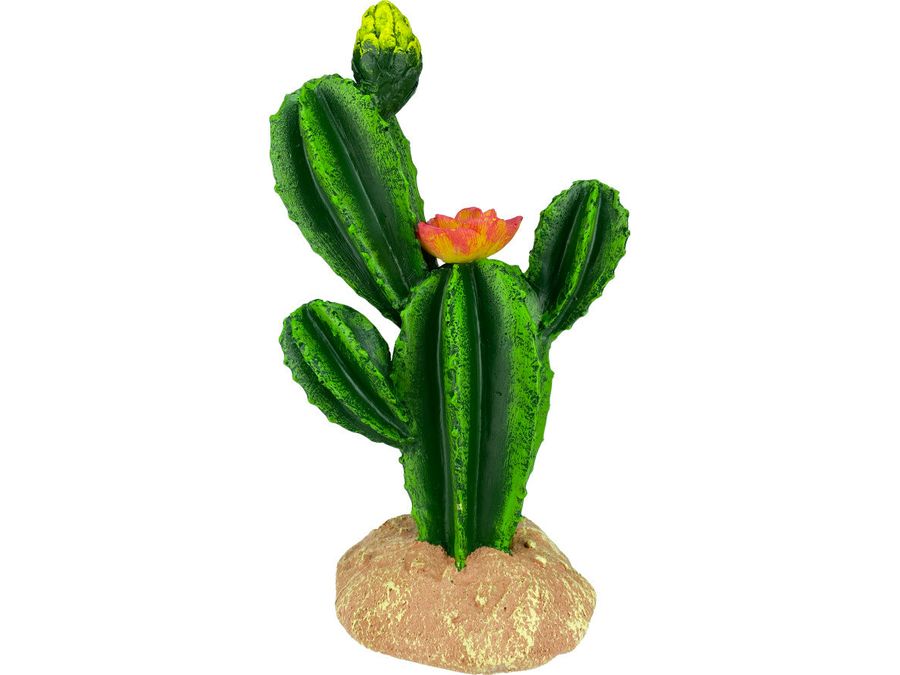 Komodo Cactus Plant Flower