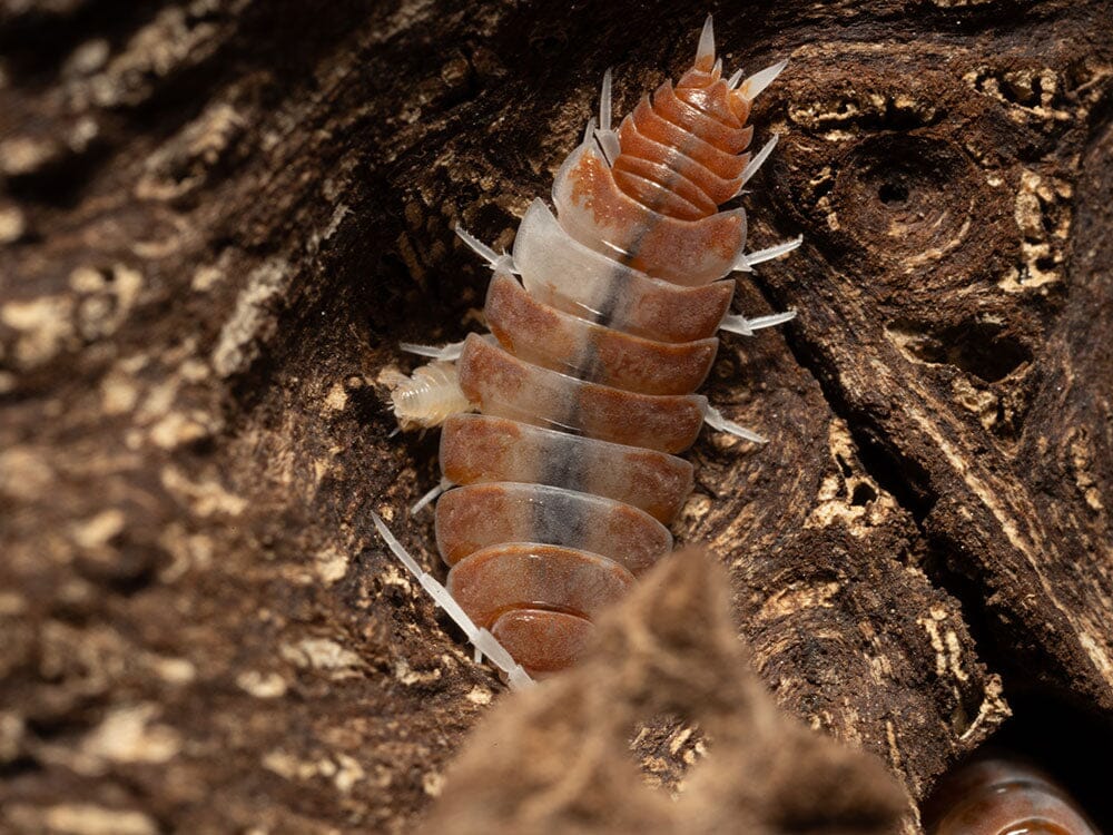 "Red Koi" Isopods Porcellionoides pruinosus
