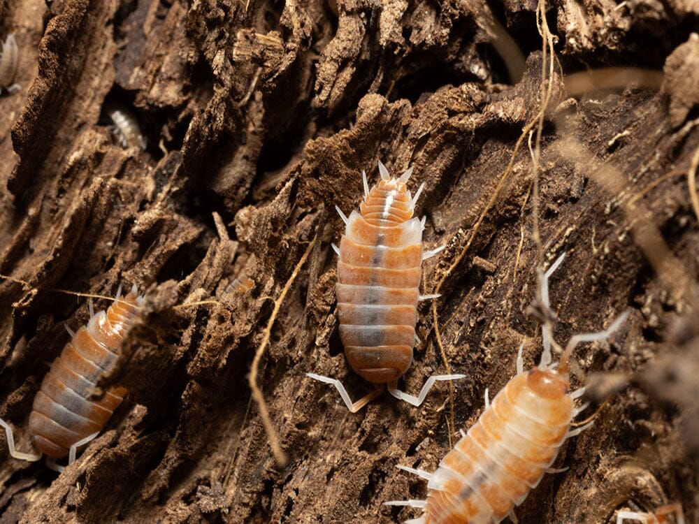 "Red Koi" Isopods Porcellionoides pruinosus
