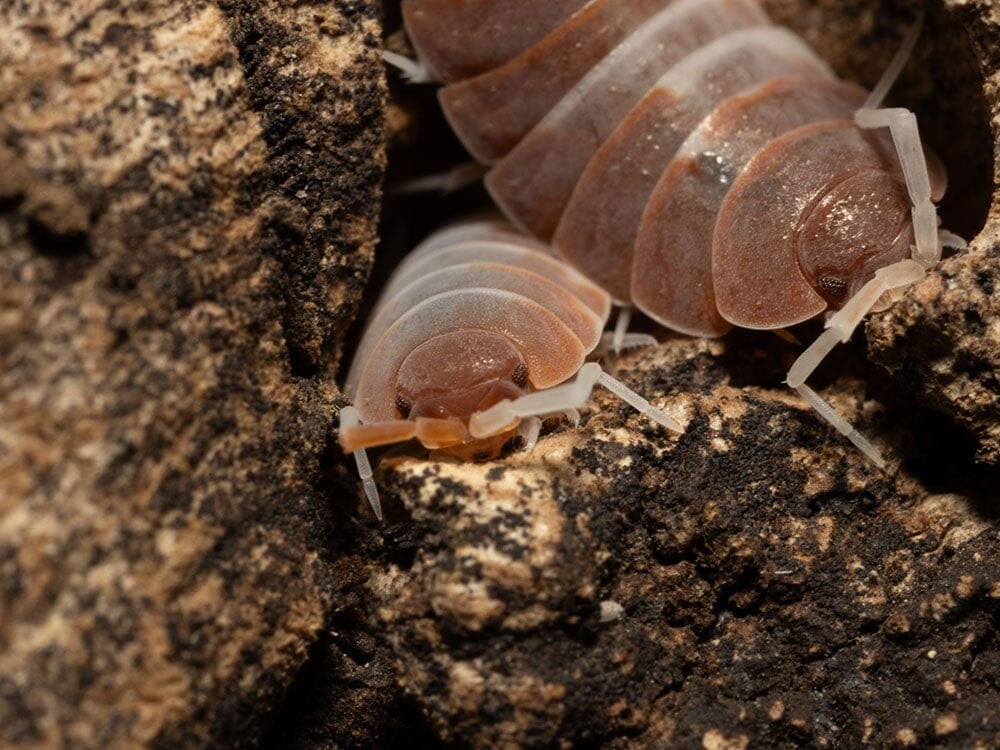 "Red Koi" Isopods Porcellionoides pruinosus