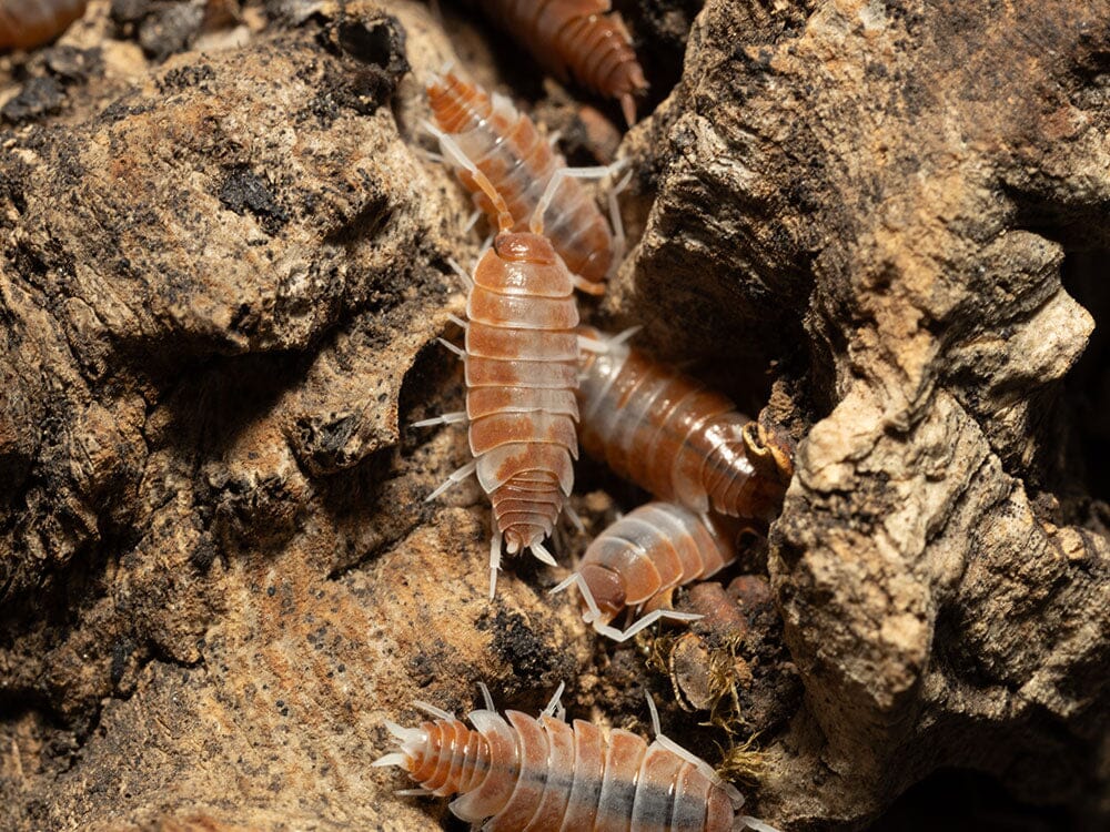 "Red Koi" Isopods Porcellionoides pruinosus