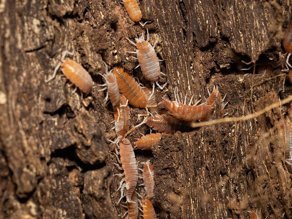 "Red Koi" Isopods Porcellionoides pruinosus