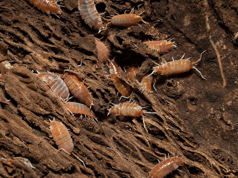 "Red Koi" Isopods Porcellionoides pruinosus