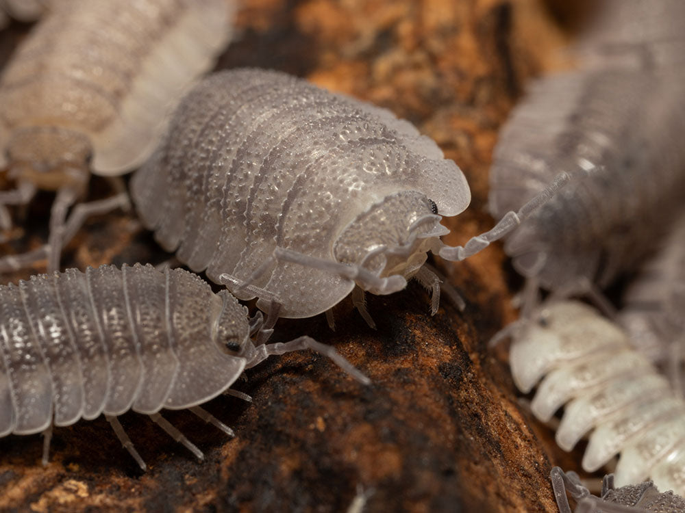"Rough Roly Poly" isopods (Armadillidium peraccae) RPG