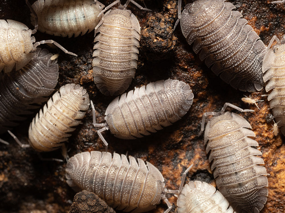 "Rough Roly Poly" isopods (Armadillidium peraccae) RPG