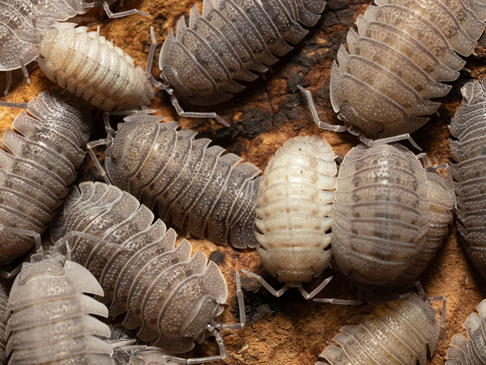 "Rough Roly Poly" isopods (Armadillidium peraccae) RPG