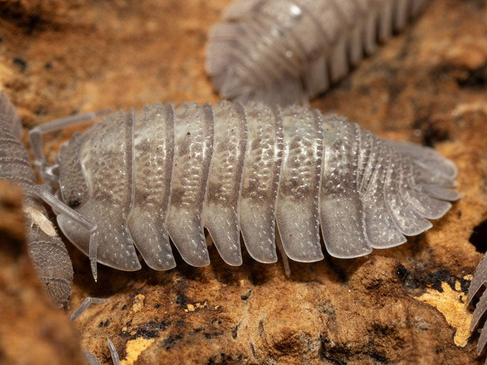 "Rough Roly Poly" isopods (Armadillidium peraccae) RPG