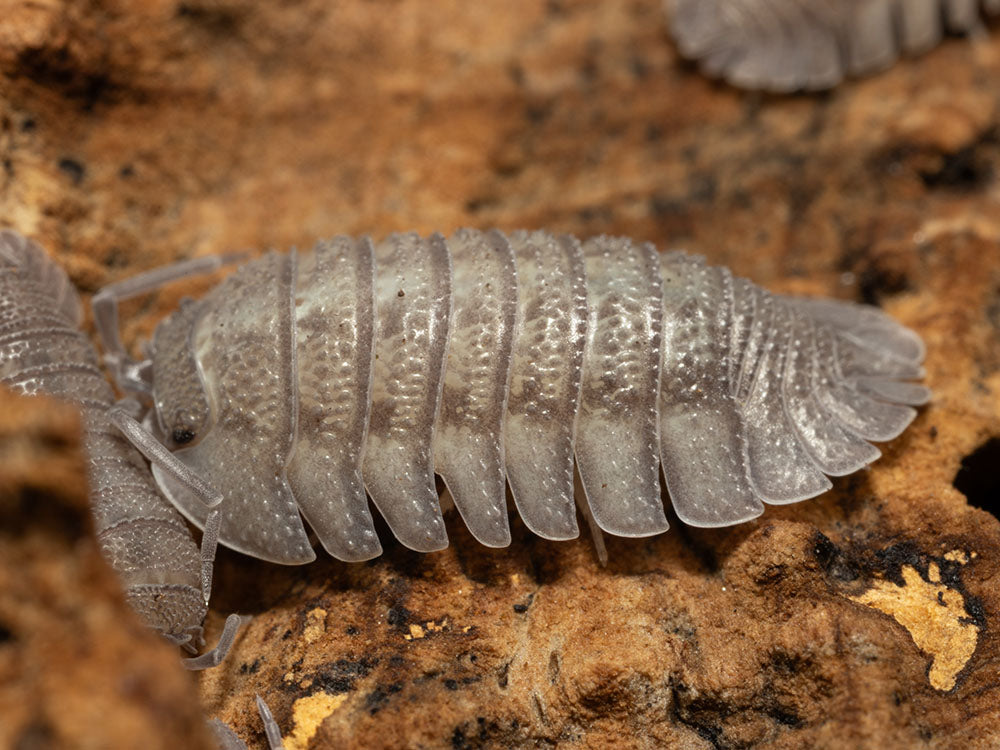 "Rough Roly Poly" isopods (Armadillidium peraccae) RPG