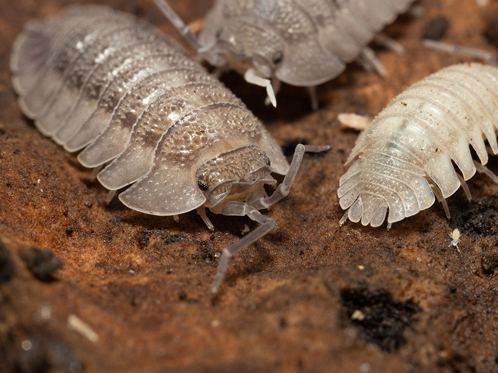 "Rough Roly Poly" isopods (Armadillidium peraccae) RPG