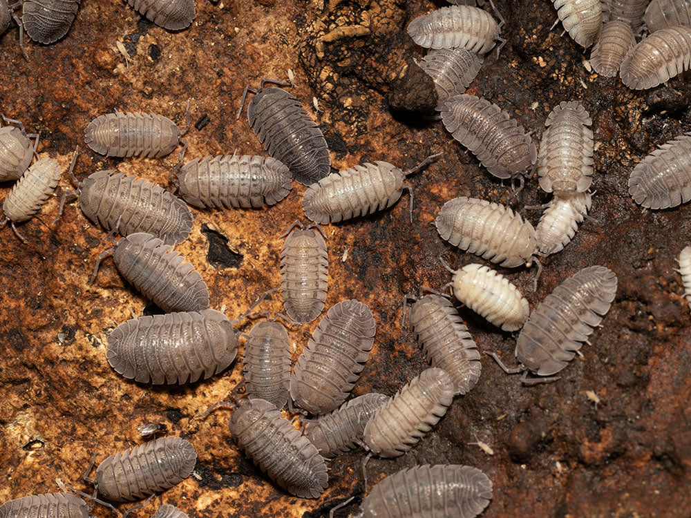 "Rough Roly Poly" isopods (Armadillidium peraccae) RPG