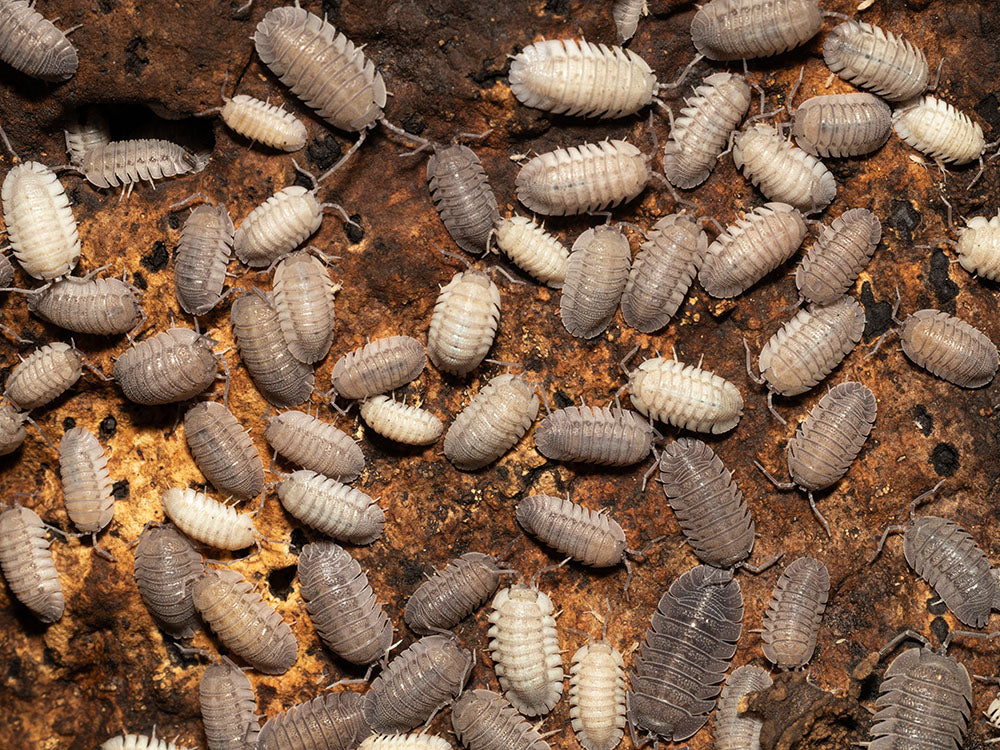 "Rough Roly Poly" isopods (Armadillidium peraccae) RPG