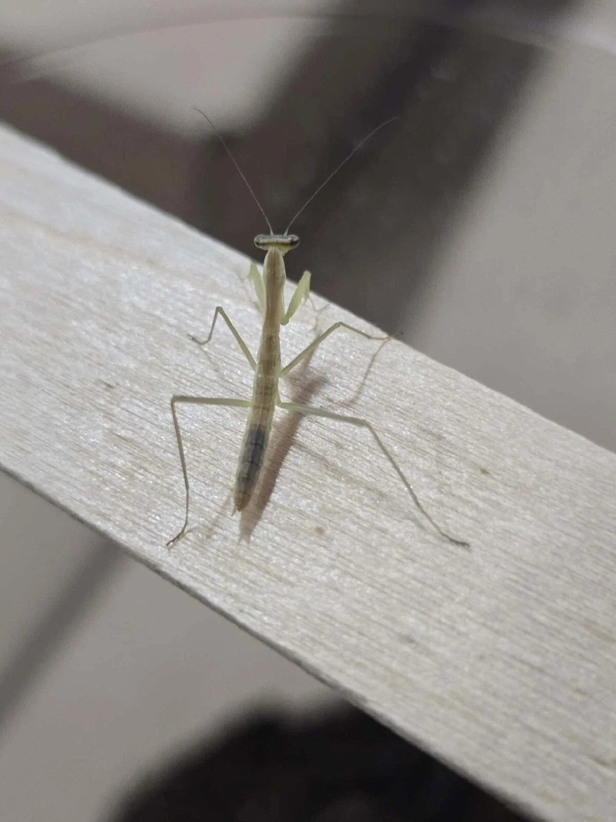 Chinese Praying Mantis Tenodera sinensis Free Shipping