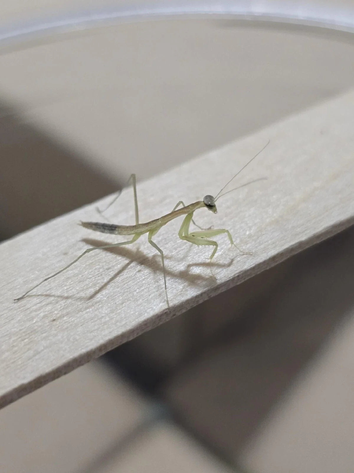 Chinese Praying Mantis Tenodera sinensis Free Shipping
