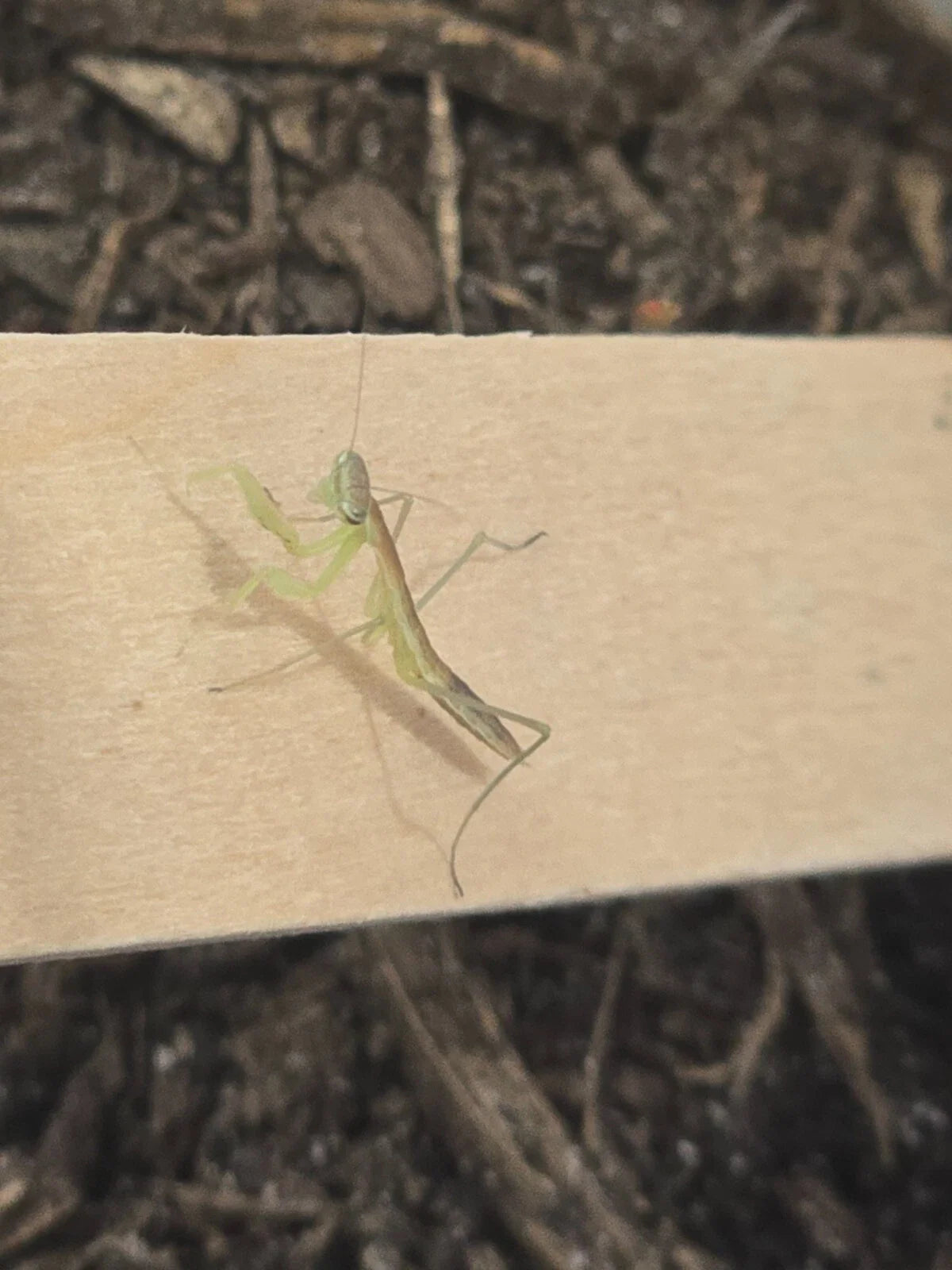 Chinese Praying Mantis Tenodera sinensis Free Shipping