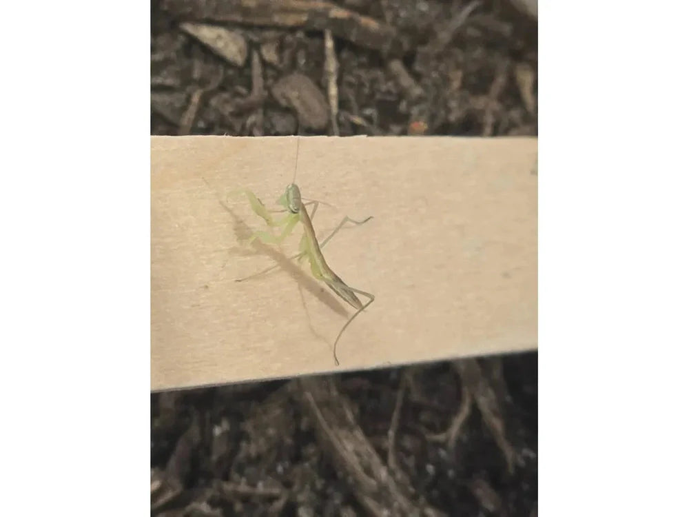 Chinese Praying Mantis Tenodera sinensis Free Shipping