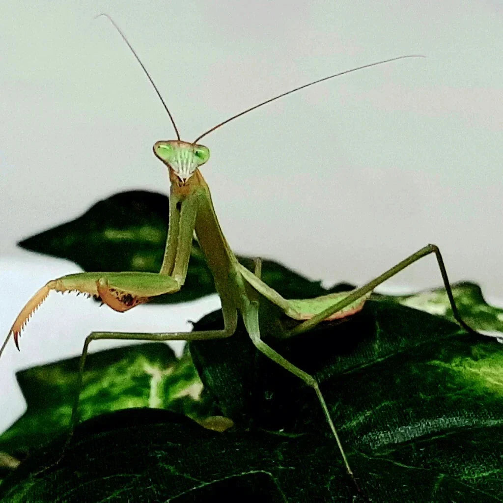 Chinese Praying Mantis Tenodera sinensis Free Shipping