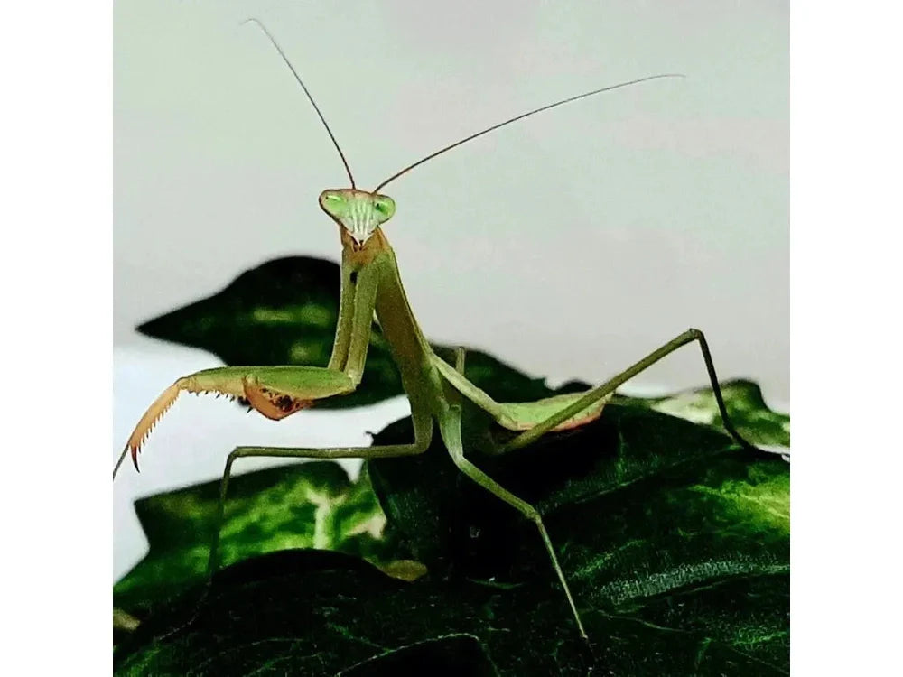 Chinese Praying Mantis Tenodera sinensis Free Shipping
