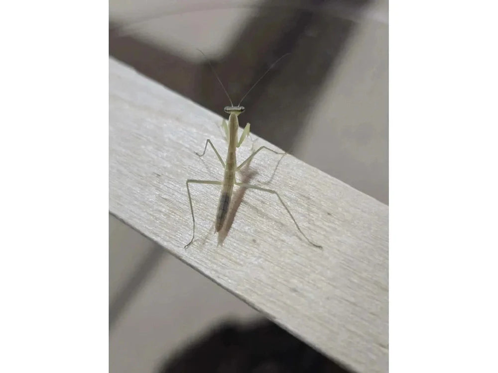 Chinese Praying Mantis Tenodera sinensis Free Shipping