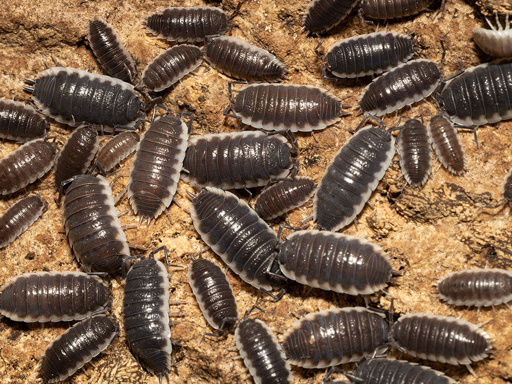 "Sevilla" Isopods (Porcellio) RPG