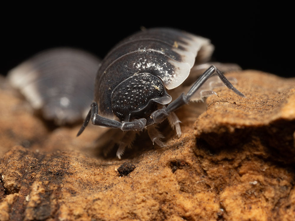 "Sevilla" Isopods (Porcellio) RPG