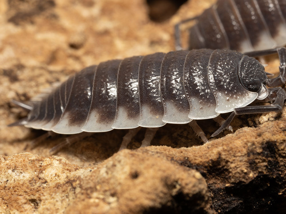 "Sevilla" Isopods (Porcellio) RPG