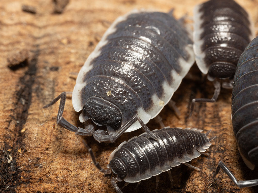"Sevilla" Isopods (Porcellio) RPG